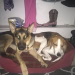 Mason& Penny - @mason_penny_buddies4life - Instagram