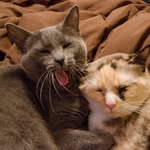 Penny & Buddy - @pennynbuddy - Instagram