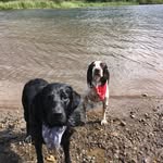 Penny & Buddy's Cumbrian tails - @penny_and_buddys_cumbriantails - Instagram
