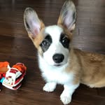 Penny 🐶 - @pennybuddy_corgi - Instagram