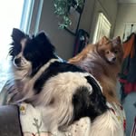 Penny Blossom, Buddy, And Minnie - @penny_blossom_n_buddy - Instagram