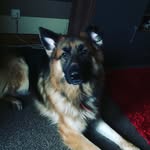 @penny_buddy_willow_fan_account - Instagram