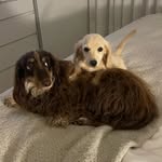 Penny Lane e Buddy Guy - @penny_e_buddy - Instagram