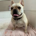 Penny - @penny___buddy - Instagram