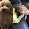 penny.buddy4 - @penny.buddy4 - TikTok