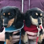 Penny+Buddy Dachshunds - @pennybuddy_dachshunds - Instagram