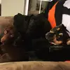 TheBuddySquad - @pennybuddyanddox - TikTok