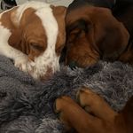 Penny and Buford - @adventuresofpennyandbuford - Instagram