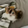 PenelopeBee - @pennybuggy - TikTok
