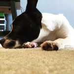 Kingston Penny Byrd-Hurst - @kingstonpenny.fbb - Instagram