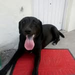 Penny - @pennycabreravg - Instagram