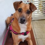 Cadê A Penny? - @cadeapenny - Instagram