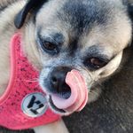 Penny Camp - @penelope_the_chug - Instagram
