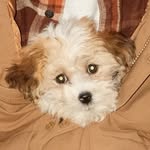 Penny Candy - @penny.candy.pup - Instagram