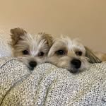 Penny, Henry, Carl - @pennyhenrycarl - Instagram