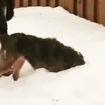 Penny-A-Puppy-Carson - @penny_pony_pupper_123 - Instagram