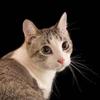 pennycat2023 - @pennycat2023 - TikTok