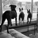 Georgie & Macy & Penny & Cecil - @peach_and_wee - Instagram