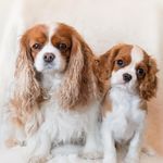 Penny & Pippin the Cavalier King Charles Spaniels - @pennycav - Instagram