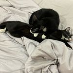 Penny & Ray Charles - @cambodian.tuxedo.kitties - Instagram