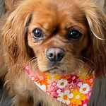 Penny Cavalier King Charles - @penny_the_ruby_cavalier - Instagram