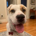 Penny Di Tucci Charles - @penny.the.shar.pei - Instagram