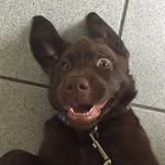 Penny - Chocolate English Lab - @pennythechoclab - Instagram
