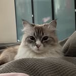Penny Cho - @penny.the.siberian - Instagram
