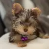 Pennychocolateyorkie - @pennychocolateyorkie - TikTok