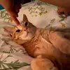 pennychooo - @pennychooo - TikTok