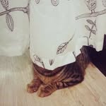 Penny Chu - @pennychu - Instagram