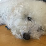 Penny Chu - @penny_the_dawg34 - Instagram