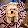Pennyclymer - @pupper_penny - TikTok