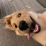 Penny Lane Coffman - @tailsofpennylane - Instagram