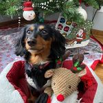 Penny - @pennycoffmandachshund - Instagram