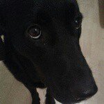 penny conway - @conway_penny_dog - Instagram