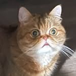 Remy Penny Conway - @remy_the_exotic_shorthair_cat - Instagram