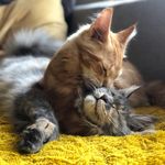 Penelope & Ulisse the Coons - @penny_and_ulisse_thecoons - Instagram