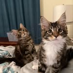 Penny and Poppy 🐱 - @pennyandpoppy.mainecoons - Instagram