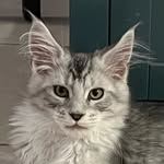 Penny Lane Maine Coons - @pennylanemainecoons - Instagram