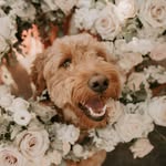 ℙ𝕖𝕟𝕟𝕪 ℂ𝕠𝕠𝕡𝕖𝕣 🐾 - @ourdoodpenny - Instagram