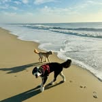 Penny & Cooper - @jagsdoodles - Instagram