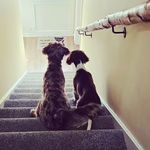 Penny & Cooper - @tails_of_penny_and_cooper - Instagram