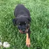 penny corbett - @penny.the.rockstar.101 - TikTok