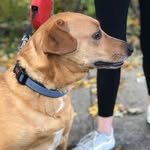 Penny The Dog 🐶 - @pennybelcorethedog - Instagram