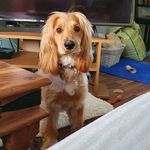 Penny Coyle - @pennythepupper18 - Instagram
