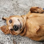 penny - @pennycrews2020 - Instagram