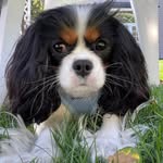 Penny Cron - @amazing_penny_the_cavalier - Instagram