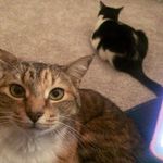 Crowley & Penny - @crowleyandpenny - Instagram
