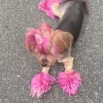 Heaven Penny Dalton - @heaven_yorkiepoo - Instagram